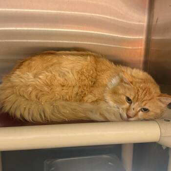 Domestic Long Hair Cats Available for Adoption in Sand Springs, Oklahoma - Orangesicle | PetCurious