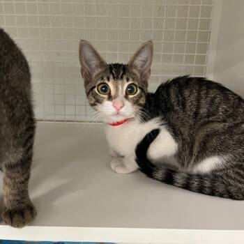 Rescue Domestic Short Hair Cats for Adoption in San Antonio, Texas - Nic CAT-pling | PetCurious