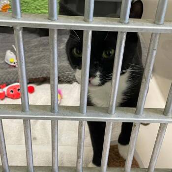 Walker -  Domestic Short Hair Cat for Adoption in St. Helena, California - Walker | PetCurious