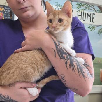 Alicent -  Tabby Cat for Adoption in Clarksville, Virginia - Alicent | PetCurious