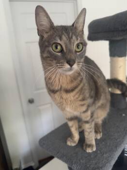 Rescue Domestic Short Hair Cats for Adoption in Philadelphia, Pennsylvania - Zelda | PetCurious