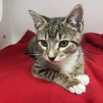 Silverado -  Domestic Short Hair Cat Available for Adoption in Jupiter, Florida - Silverado | PetCurious