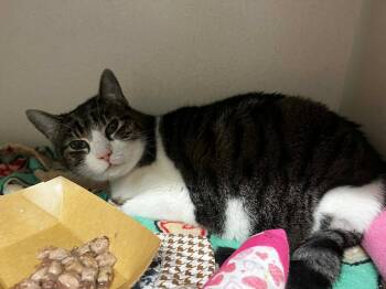 Tabby and Domestic Short Hair Cats Available for Adoption - Cecilia | PetCurious