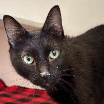 Rescue Domestic Short Hair Cats for Adoption in Naperville, Illinois - Croissant | PetCurious