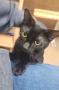 AMBROSE -  Domestic Short Hair Cat Available for Adoption in St. Peters, Missouri - AMBROSE | PetCurious
