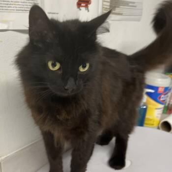 Buffy Summers -  Domestic Long Hair Cat for Adoption in St. Louis, Missouri - Buffy Summers | PetCurious