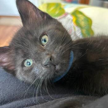 Jay -  Domestic Short Hair Cat for Adoption in West Olive, Michigan - Jay | PetCurious