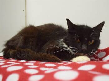 Domestic Short Hair Cats Available for Adoption in Sacramento, California - NETTIE | PetCurious