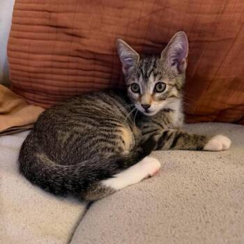 Domestic Short Hair Cats Available for Adoption in Chino Hills, California - Tibs (C000-143) - Costa Mesa Location | PetCurious