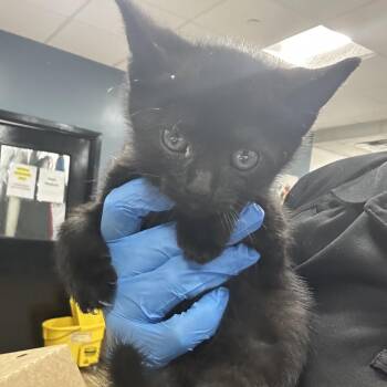 Neko -  Domestic Short Hair Cat for Adoption in Newark, New Jersey - Neko | PetCurious