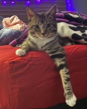 Cato -  Domestic Short Hair Cat for Adoption in East Brunswick, New Jersey - Cato | PetCurious