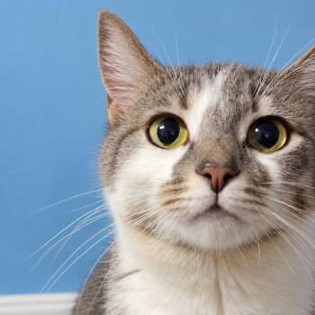 Jasmine -  Domestic Short Hair Cat for Adoption in Hemet, California - Jasmine | PetCurious