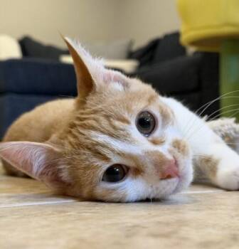 Domestic Short Hair Cats Available for Adoption - Brick | PetCurious