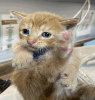 Tad -  Domestic Short Hair Cat for Adoption in Largo, Florida - Tad | PetCurious