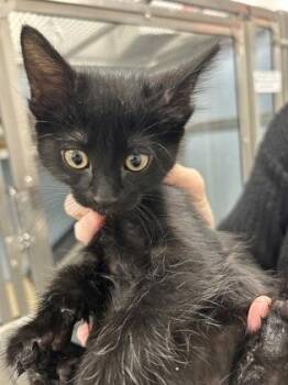 Shadow FKA Lux -  Domestic Short Hair Cat for Adoption in West Chester, Pennsylvania - Shadow FKA Lux | PetCurious