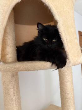Rescue Domestic Long Hair Cats for Adoption in West Lafayette, Indiana - Leona | PetCurious