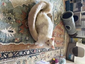 Siamese Cats Available for Adoption in San Tan Valley, Arizona - Duchess | PetCurious