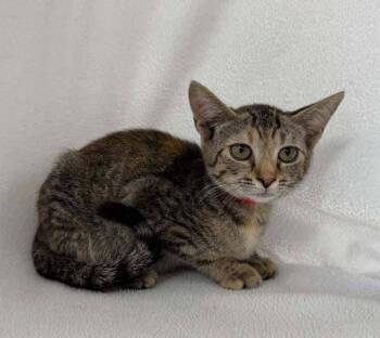 Autumn -  Domestic Medium Hair Cat for Adoption in Lunenburg, Massachusetts - Autumn | PetCurious