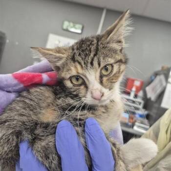 Enya -  Domestic Short Hair Cat for Adoption in Salt Lake City, Utah - Enya | PetCurious