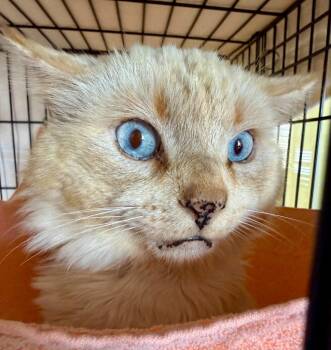 Apollo -  Siamese Cat for Adoption - Apollo | PetCurious