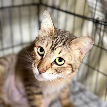 Domestic Short Hair Cats Available for Adoption - Melody | PetCurious