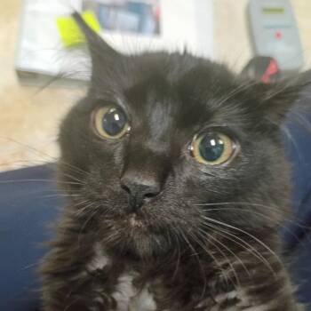 Cranberries -  Domestic Short Hair Cat for Adoption in Titusville, Florida - Cranberries | PetCurious