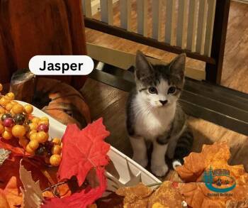 Jasper -  Domestic Short Hair Cat for Adoption in Huntsville, Ontario - Jasper | PetCurious