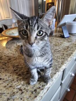 Rescue Domestic Short Hair Cats for Adoption in Rutherfordton, North Carolina - Denali (Nali For Short!) | PetCurious