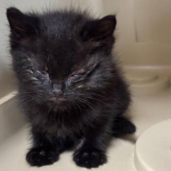 Goober -  Domestic Short Hair Cat for Adoption in Newark, New Jersey - Goober | PetCurious