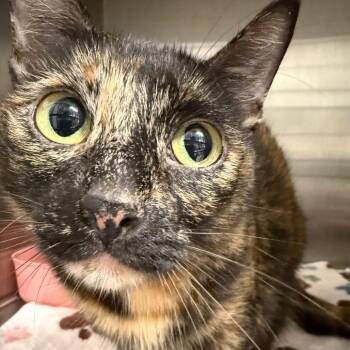 Cinnamon -  Domestic Short Hair Cat for Adoption in Horn Lake, Mississippi - Cinnamon | PetCurious