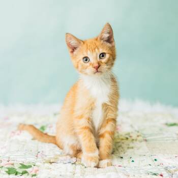 Rescue Domestic Short Hair Cats for Adoption in Saint Paul, Minnesota - Fester Fiesta | PetCurious