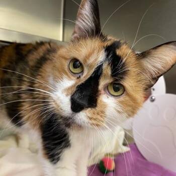 Domestic Short Hair Cats Available for Adoption in Richmond, Virginia - Toothless | PetCurious