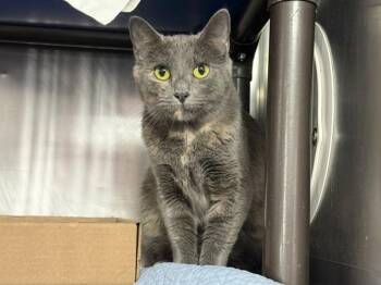 Ivy -  Domestic Short Hair Cat for Adoption in New York, New York - Ivy | PetCurious