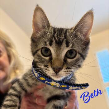 Beth #Little-Women-litter -  Tabby and American Shorthair Cat for Adoption in Houston, Texas - Beth #Little-Women-litter | PetCurious
