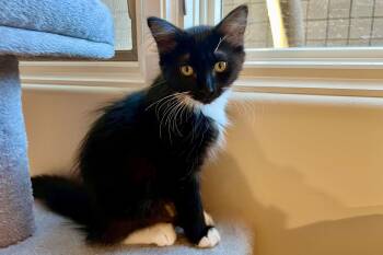Penny Lane -  Domestic Long Hair Cat for Adoption in Fountain Hills, Arizona - Penny Lane | PetCurious