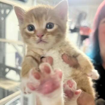 Trout -  Domestic Short Hair Cat for Adoption in Sioux Falls, South Dakota - Trout | PetCurious