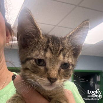 Rescue Domestic Short Hair and Tabby Cats for Adoption in Washington, District Of Columbia - Sundown Stevie | PetCurious