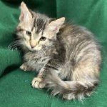 Cocoa -  Domestic Short Hair Cat for Adoption in Green Valley, Arizona - Cocoa | PetCurious