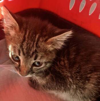 Jasper -  Domestic Short Hair Cat Available for Adoption in Thatcher, Arizona - Jasper | PetCurious