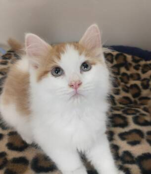 Buzz -  Domestic Medium Hair Cat for Adoption in Tomah, Wisconsin - Buzz | PetCurious