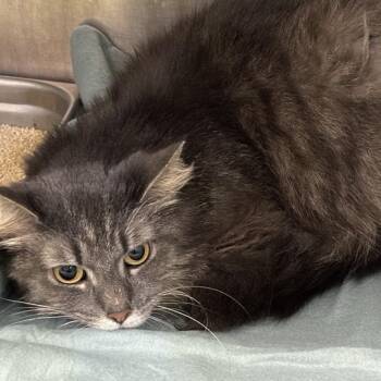 Charity -  Domestic Medium Hair Cat for Adoption in Davenport, Iowa - Charity | PetCurious
