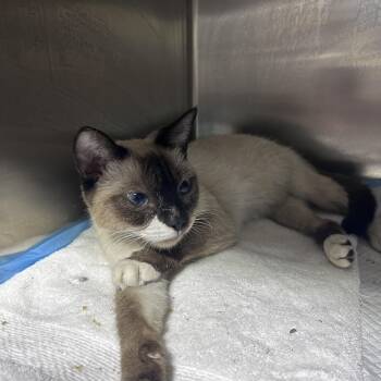 Willow -  Snowshoe Cat for Adoption in Neffsville, Pennsylvania - Willow | PetCurious