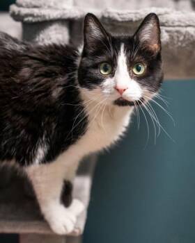 Dreamer -  Domestic Short Hair Cat for Adoption in Pequot Lakes, Minnesota - Dreamer | PetCurious