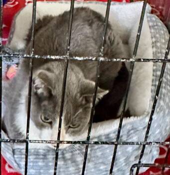 Milton -  Domestic Short Hair Cat for Adoption in Rice Lake, Wisconsin - Milton | PetCurious