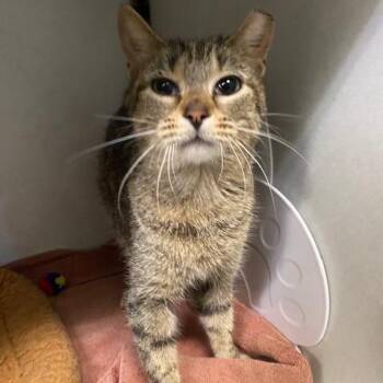 Domestic Short Hair Cats Available for Adoption in Dayton, Ohio - Honey | PetCurious