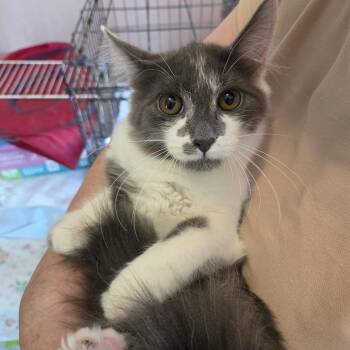 Dusk -  Domestic Long Hair Cat for Adoption in Rossville, Georgia - Dusk | PetCurious