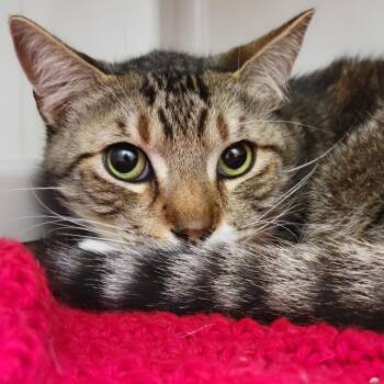 Domestic Short Hair Cats Available for Adoption in Sarasota, Florida - Mittens | PetCurious