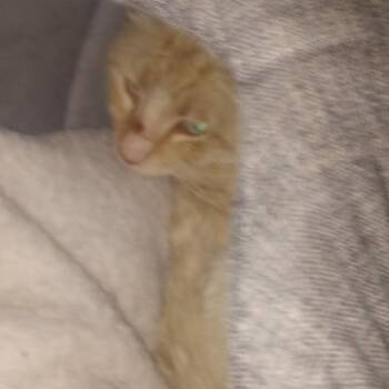 Yoddel -  Domestic Short Hair Cat for Adoption in Flagstaff, Arizona - Yoddel | PetCurious