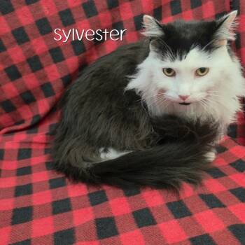 Sylvester -  Domestic Long Hair Cat for Adoption in Parkersburg, West Virginia - Sylvester | PetCurious