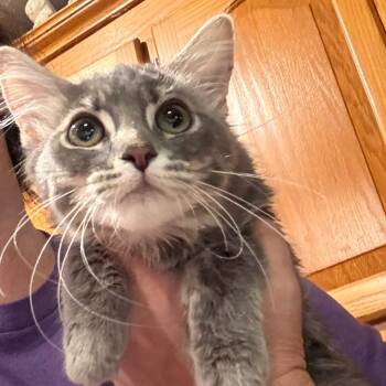 Rescue Domestic Medium Hair Cats for Adoption in Granby, Missouri - Jill | PetCurious